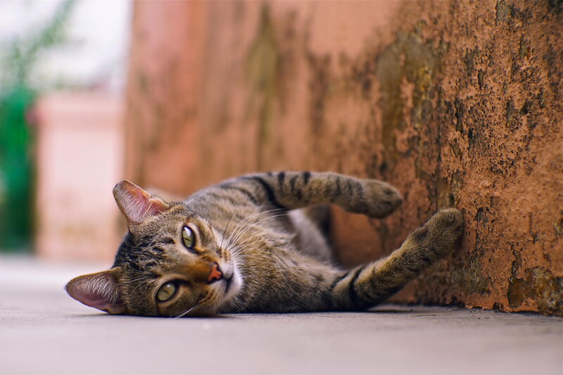 Tabby Cat Lying Down — Brown, Relaxed, Afternoon, Photograph, Wall