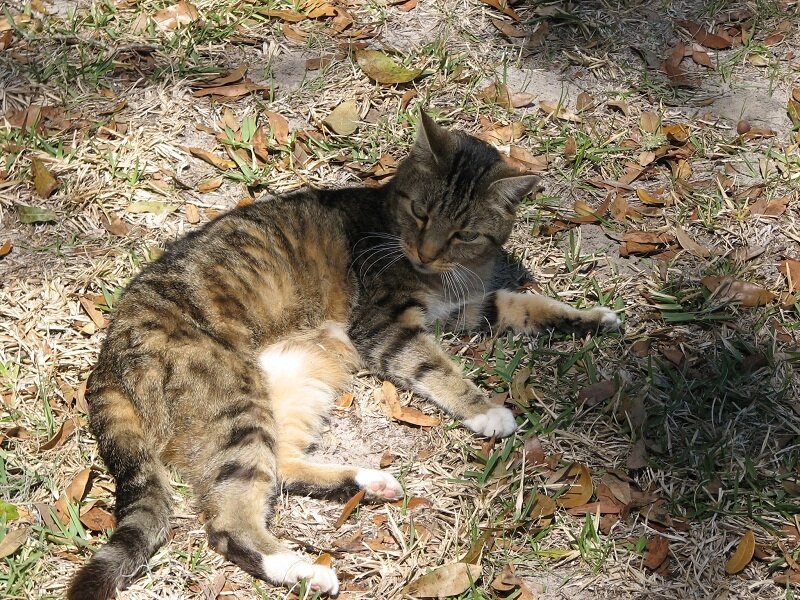 Tabby Cat Lying Down — Brown, Relaxed, Afternoon