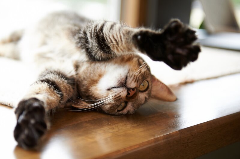 Tabby Cat Lying Down — Brown, Relaxed, Morning, Photograph