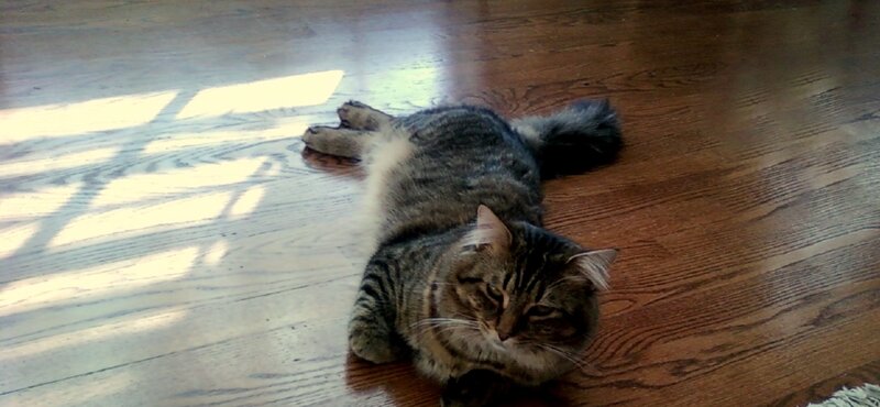 Tabby Cat Lying Down — Brown, Relaxed, Morning