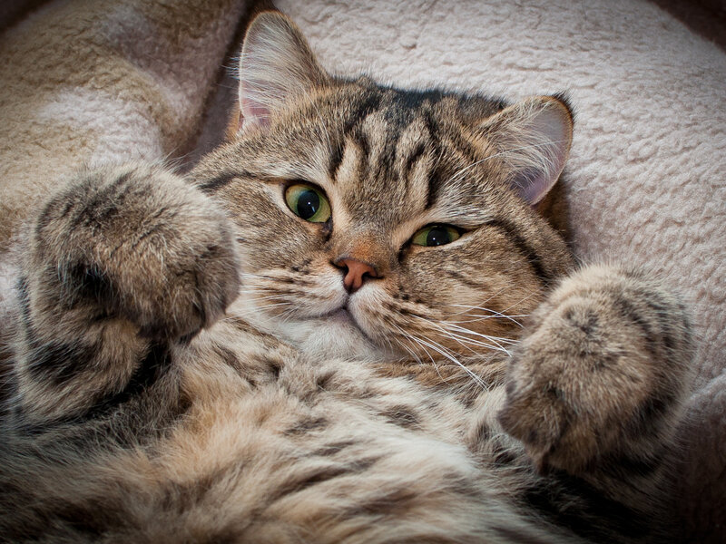 Tabby Cat Lying Down — Brown, Relaxed, Photograph, Blanket