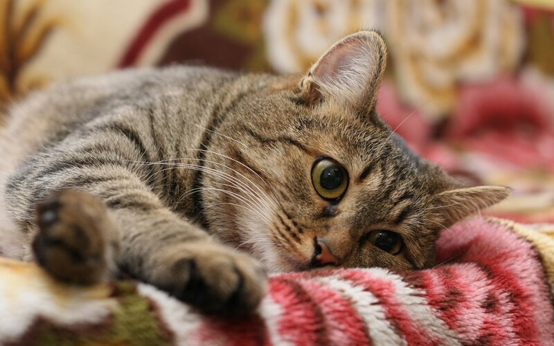 Tabby Cat Lying Down — Brown, Relaxed, Photograph, Blanket, Whiskers