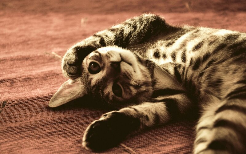 Tabby Cat Lying Down — Brown, Relaxed, Photograph, Carpet, Black