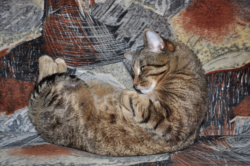 Tabby Cat Lying Down — Brown, Relaxed, Photograph, Couch