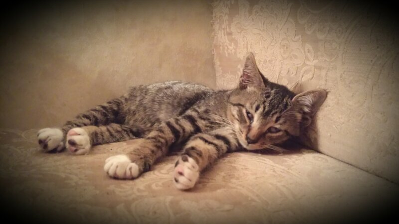 Tabby Cat Lying Down — Brown, Relaxed, Photograph, Couch, Wall