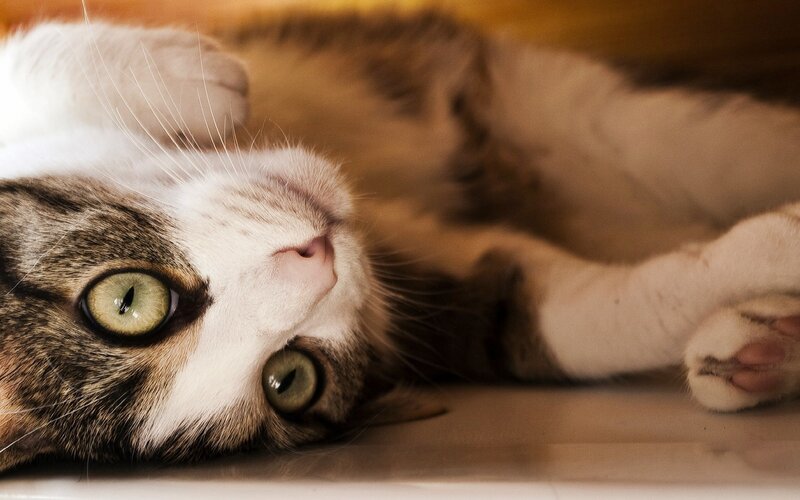Tabby Cat Lying Down — Brown, Relaxed, Photograph, Floor