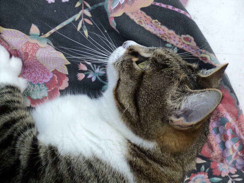 Tabby Cat Lying Down — Brown, Relaxed, Photograph, Flower Pattern