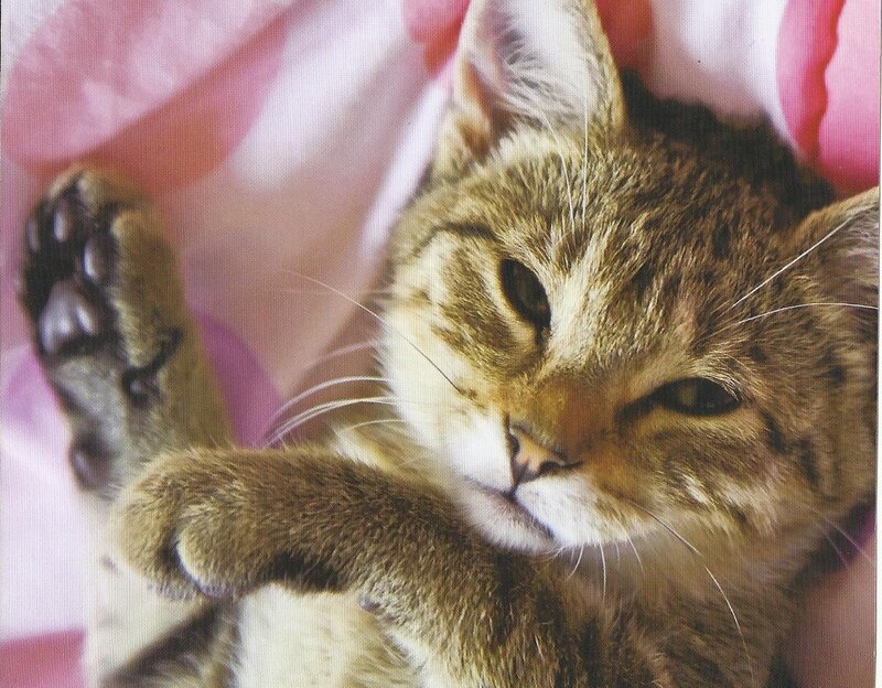 Tabby Cat Lying Down — Brown, Relaxed, Photograph, Paw
