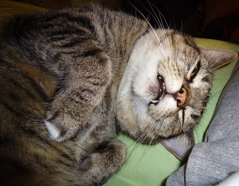 Tabby Cat Lying Down — Brown, Relaxed, Photograph, Pillow, Blanket