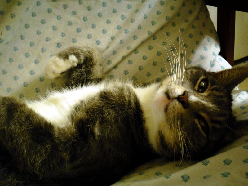 Tabby Cat Lying Down — Brown, Relaxed, Photograph, Pillow, Whiskers