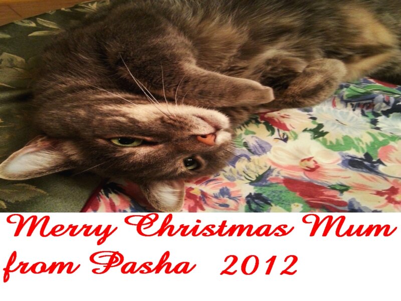 Tabby Cat Lying Down — Brown, Relaxed, Photograph, Text Overlay