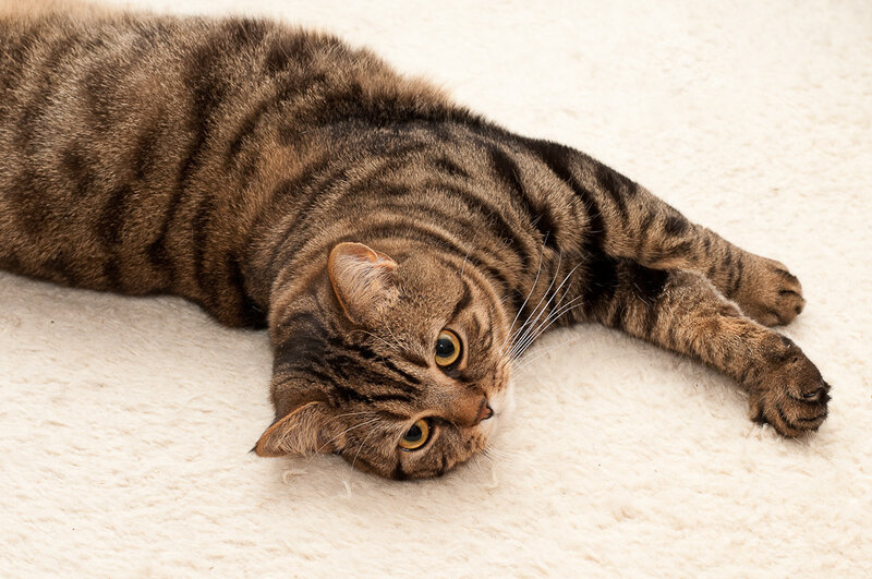 Tabby Cat Lying Down — Brown, Relaxed, Photograph