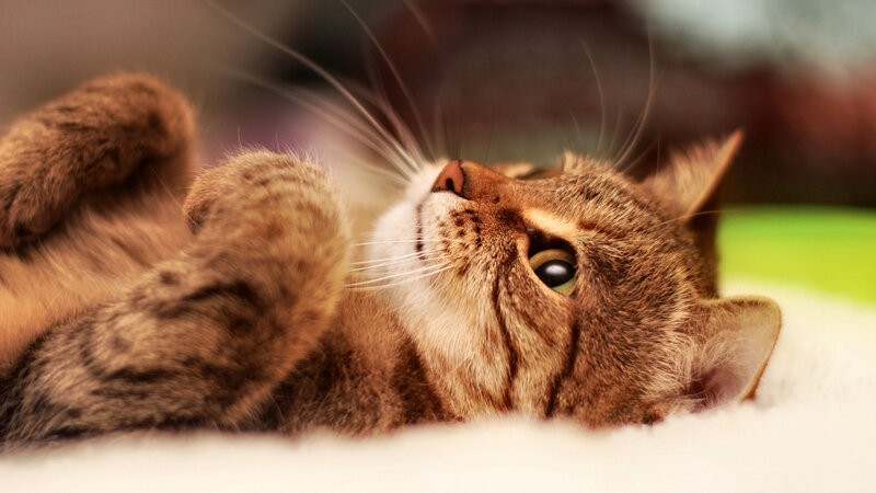 Tabby Cat Lying Down — Brown, Relaxed, Photograph, Whiskers