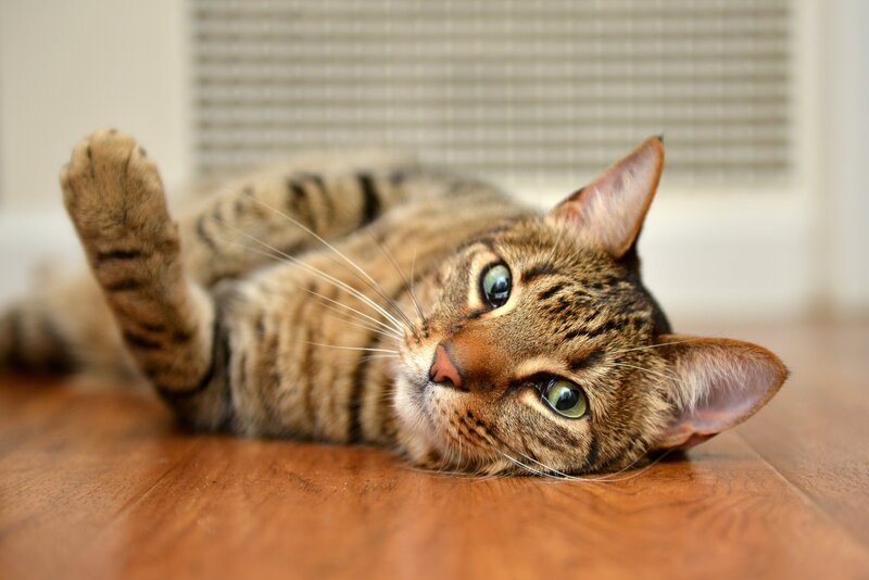 Tabby Cat Lying Down — Brown, Relaxed, Photograph, Wood Floor
