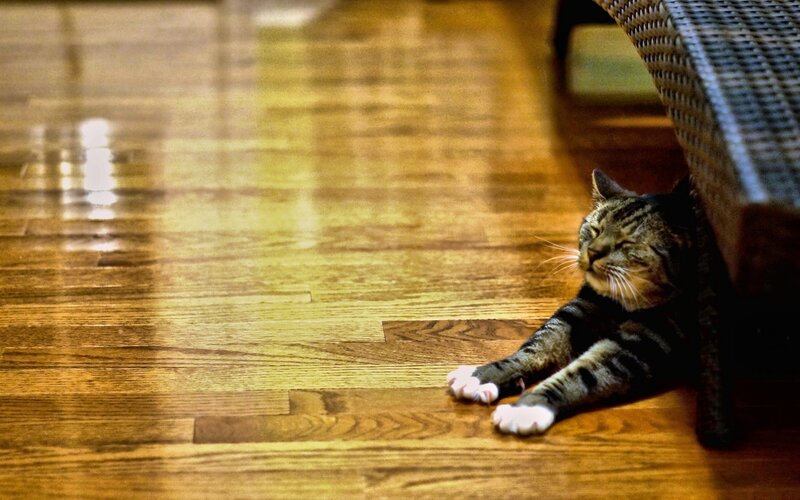 Tabby Cat Lying Down — Brown, Relaxed, Photograph, Wooden Floor