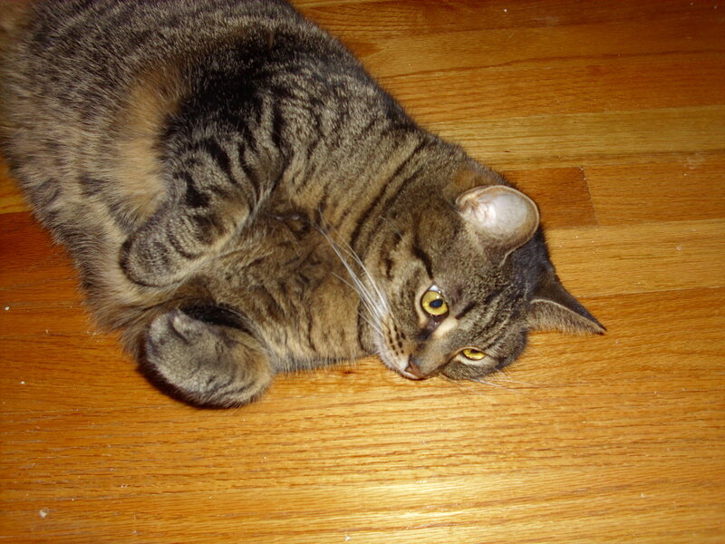 Tabby Cat Lying Down — Brown, Relaxed
