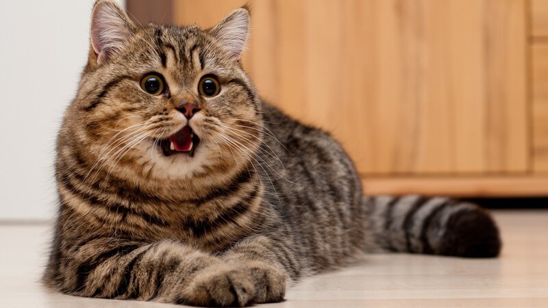 Tabby Cat Lying Down — Brown, Surprised, Photograph, Floor, Cabinet, Gray, Beige