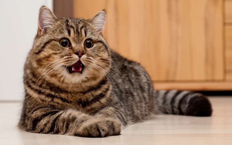 Tabby Cat Lying Down — Brown, Surprised, Photograph, Floor