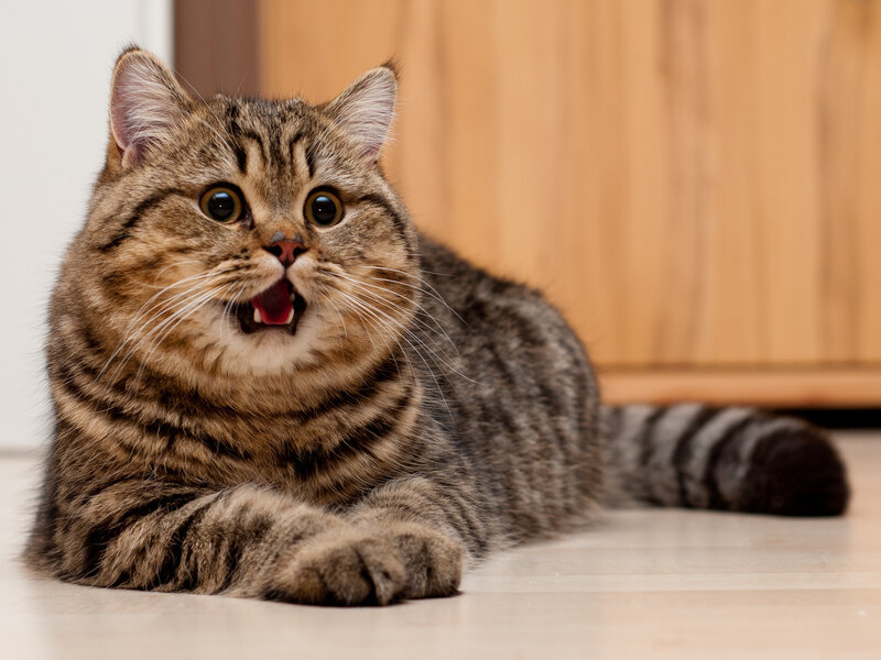 Tabby Cat Lying Down — Brown, Surprised