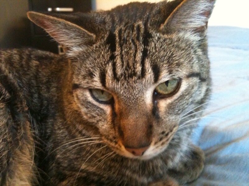 Tabby Cat Lying Down — Brown
