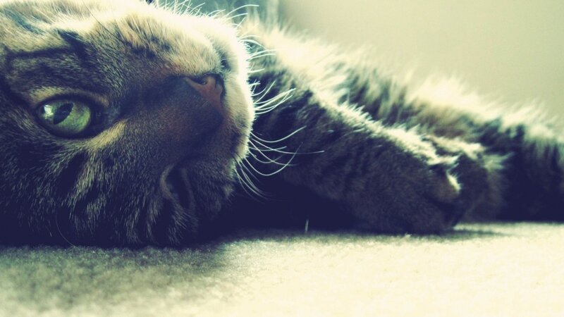 Tabby Cat Lying Down — Carpet