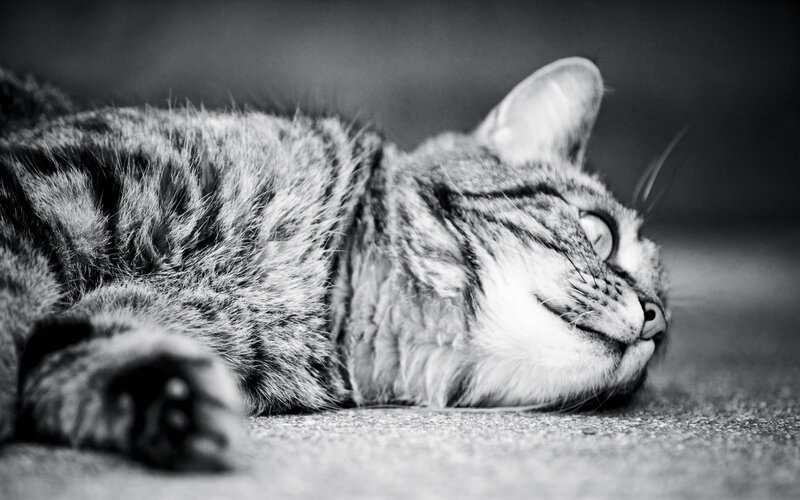 Tabby Cat Lying Down — Floor