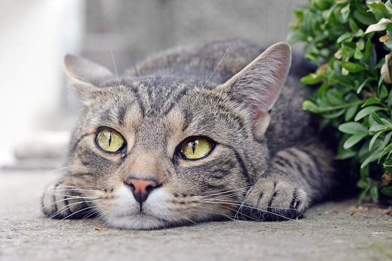 Tabby Cat Lying Down — Gray, Calm, Afternoon, Photograph, Plant