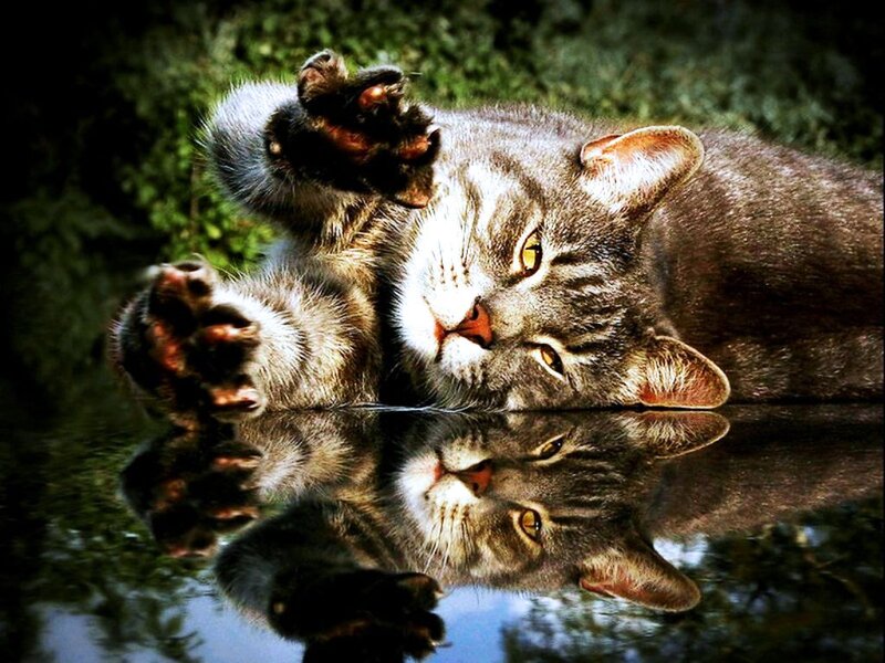 Tabby Cat Lying Down — Gray, Calm, Afternoon, Photograph, Reflection