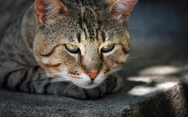 Tabby Cat Lying Down — Gray, Calm, Afternoon, Photograph