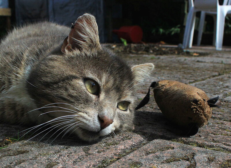 Tabby Cat Lying Down — Gray, Calm, Afternoon, Photograph, Toy Mouse