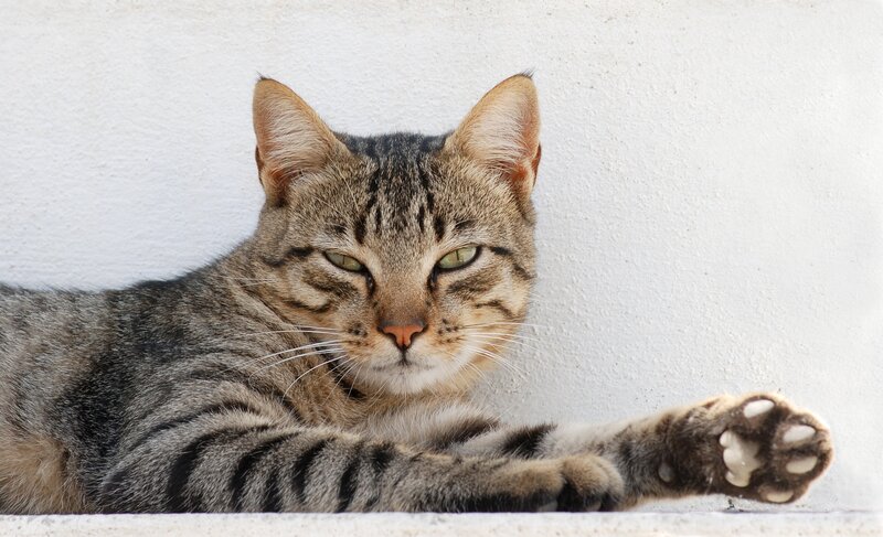 Tabby Cat Lying Down — Gray, Calm, Afternoon, Photograph, Wall