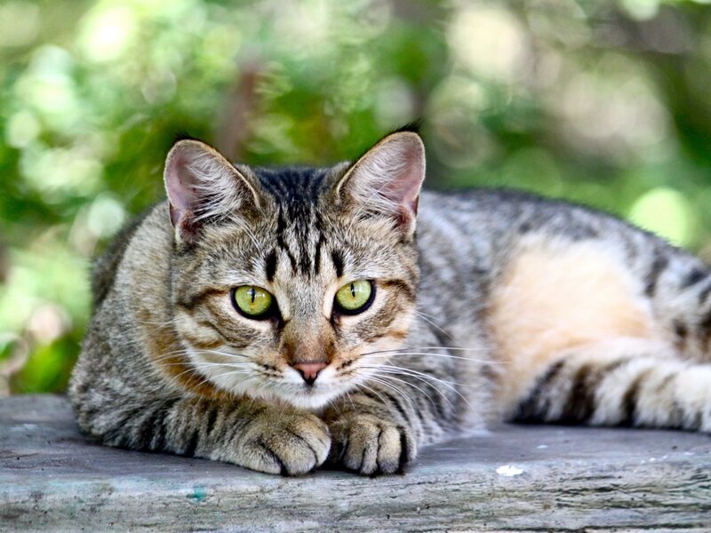 Tabby Cat Lying Down — Gray, Calm, Afternoon, Photograph, Wooden Surface