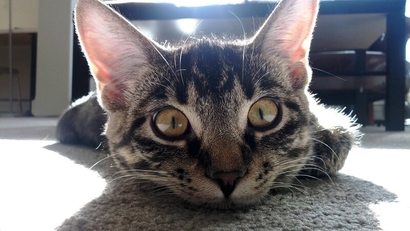 Tabby Cat Lying Down — Gray, Calm, Morning, Photograph, Carpet, Sunlight, Table, Brown, Yellow