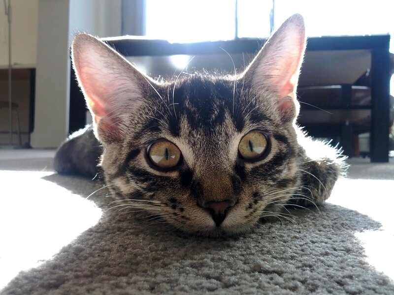 Tabby Cat Lying Down — Gray, Calm, Morning