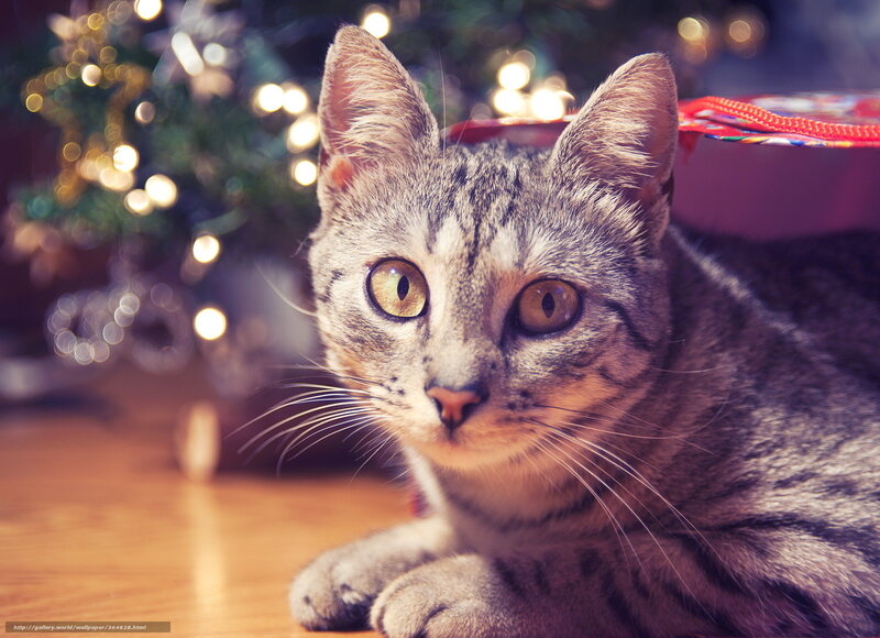 Tabby Cat Lying Down — Gray, Calm, Night