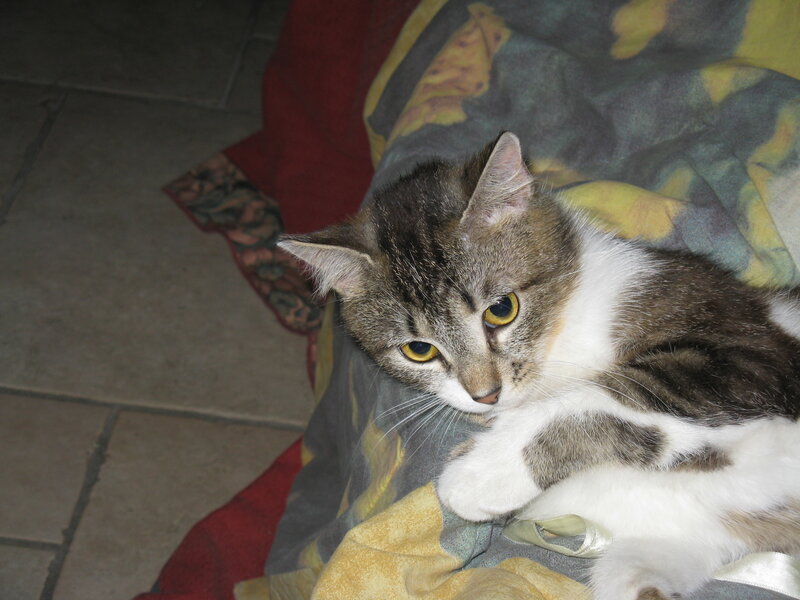 Tabby Cat Lying Down — Gray, Calm, Photograph, Blanket, Floor Tiles