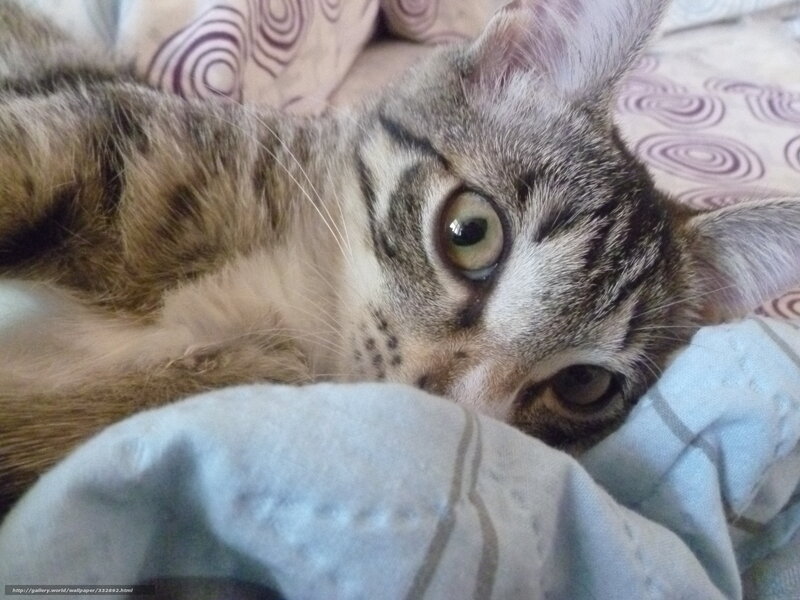 Tabby Cat Lying Down — Gray, Calm, Photograph, Blanket, Pillow