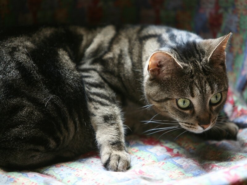 Tabby Cat Lying Down — Gray, Calm, Photograph, Blanket