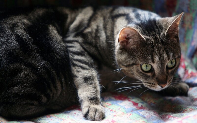 Tabby Cat Lying Down — Gray, Calm, Photograph, Blanket, Whiskers