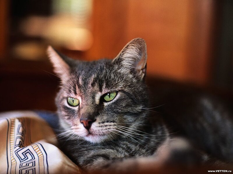 Tabby Cat Lying Down — Gray, Calm, Photograph, Blanket, Wooden Surface
