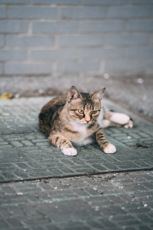 Tabby Cat Lying Down — Gray, Calm, Photograph, Brick Wall