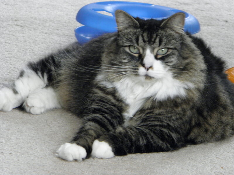 Tabby Cat Lying Down — Gray, Calm, Photograph, Carpet, Blue Toy