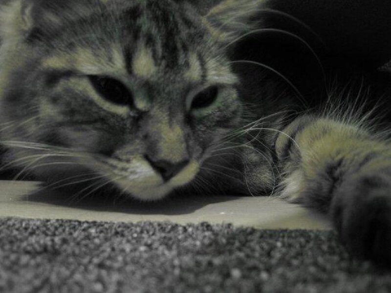 Tabby Cat Lying Down — Gray, Calm, Photograph, Carpet, Floor