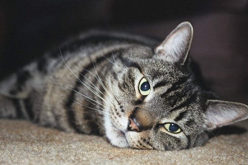 Tabby Cat Lying Down — Gray, Calm, Photograph, Carpet