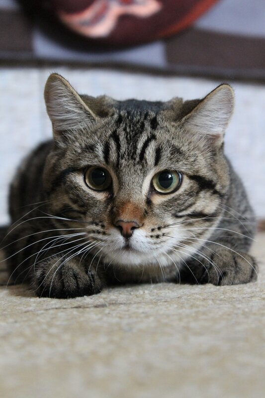 Tabby Cat Lying Down — Gray, Calm, Photograph, Carpet, Wall