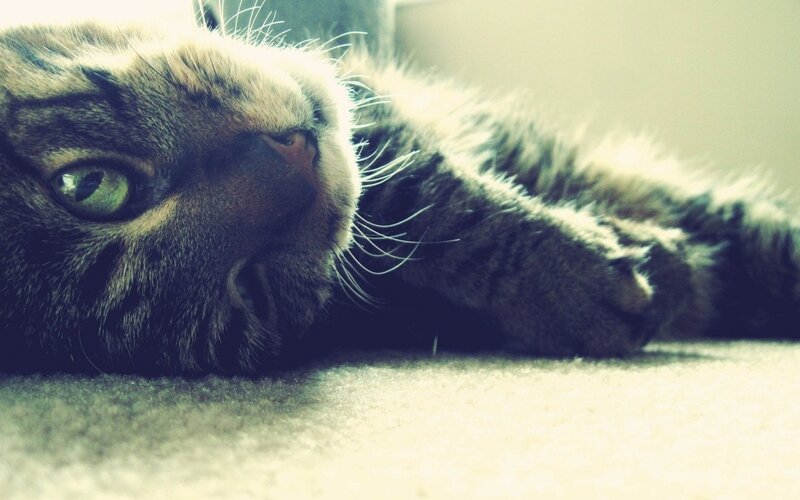 Tabby Cat Lying Down — Gray, Calm, Photograph, Carpet, Whiskers