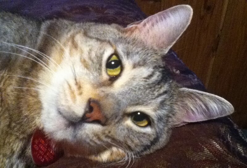 Tabby Cat Lying Down — Gray, Calm, Photograph, Collar