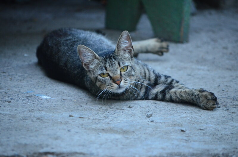 Tabby Cat Lying Down — Gray, Calm, Photograph, Concrete Ground