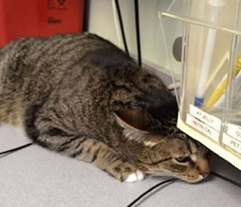 Tabby Cat Lying Down — Gray, Calm, Photograph, Desk