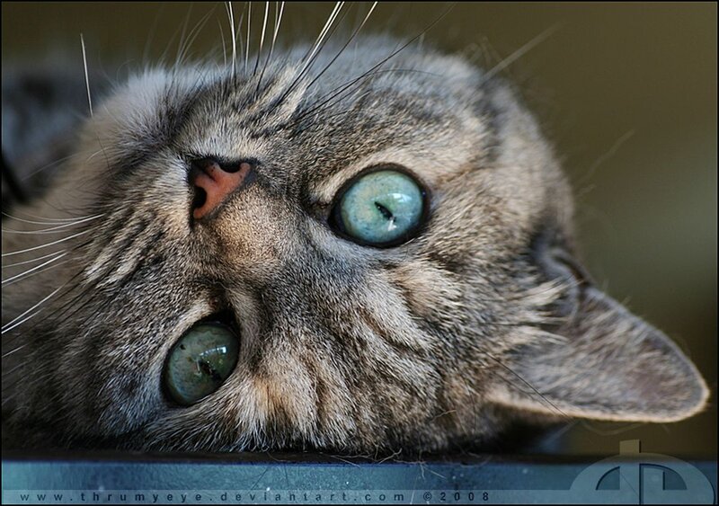 Tabby Cat Lying Down — Gray, Calm, Photograph, Eyes